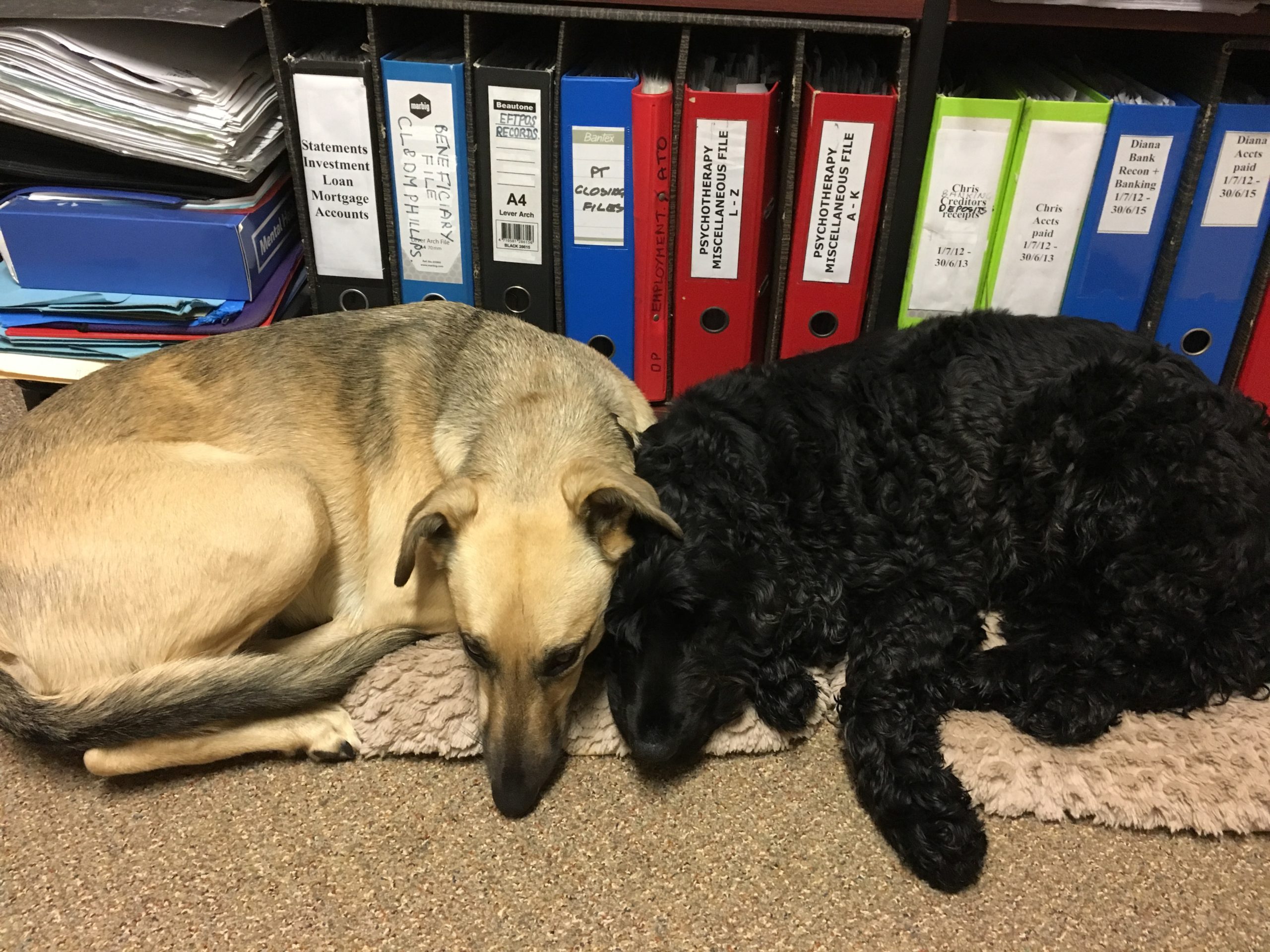 Photo of the therapy animal